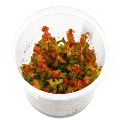 Ротала Макрандра Бангладеш (меристемное растение),d 6,5 см